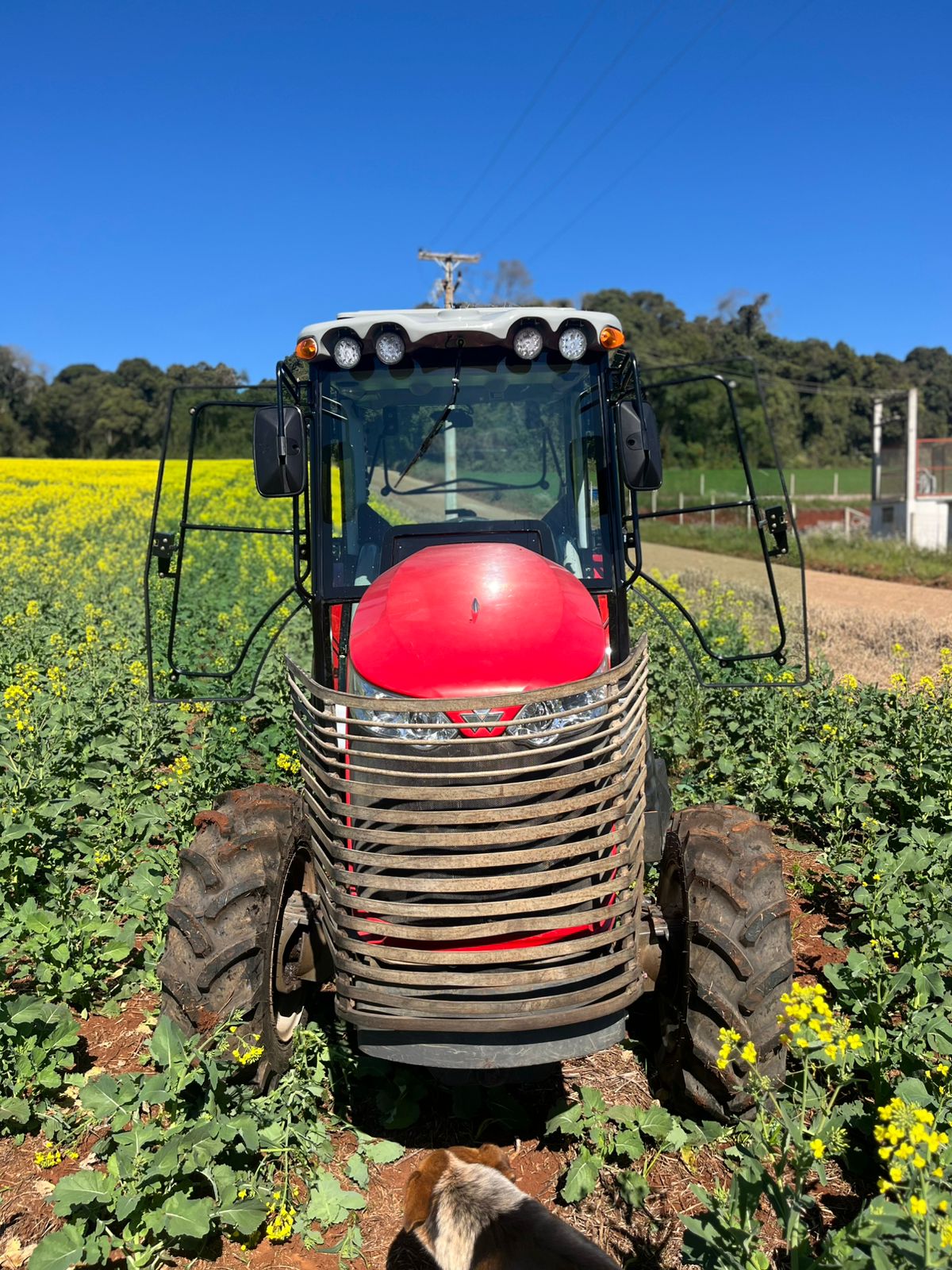 Massey Ferguson em campo — vista frontal com grade de proteção